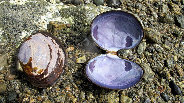 purple varnish clam shells front inside